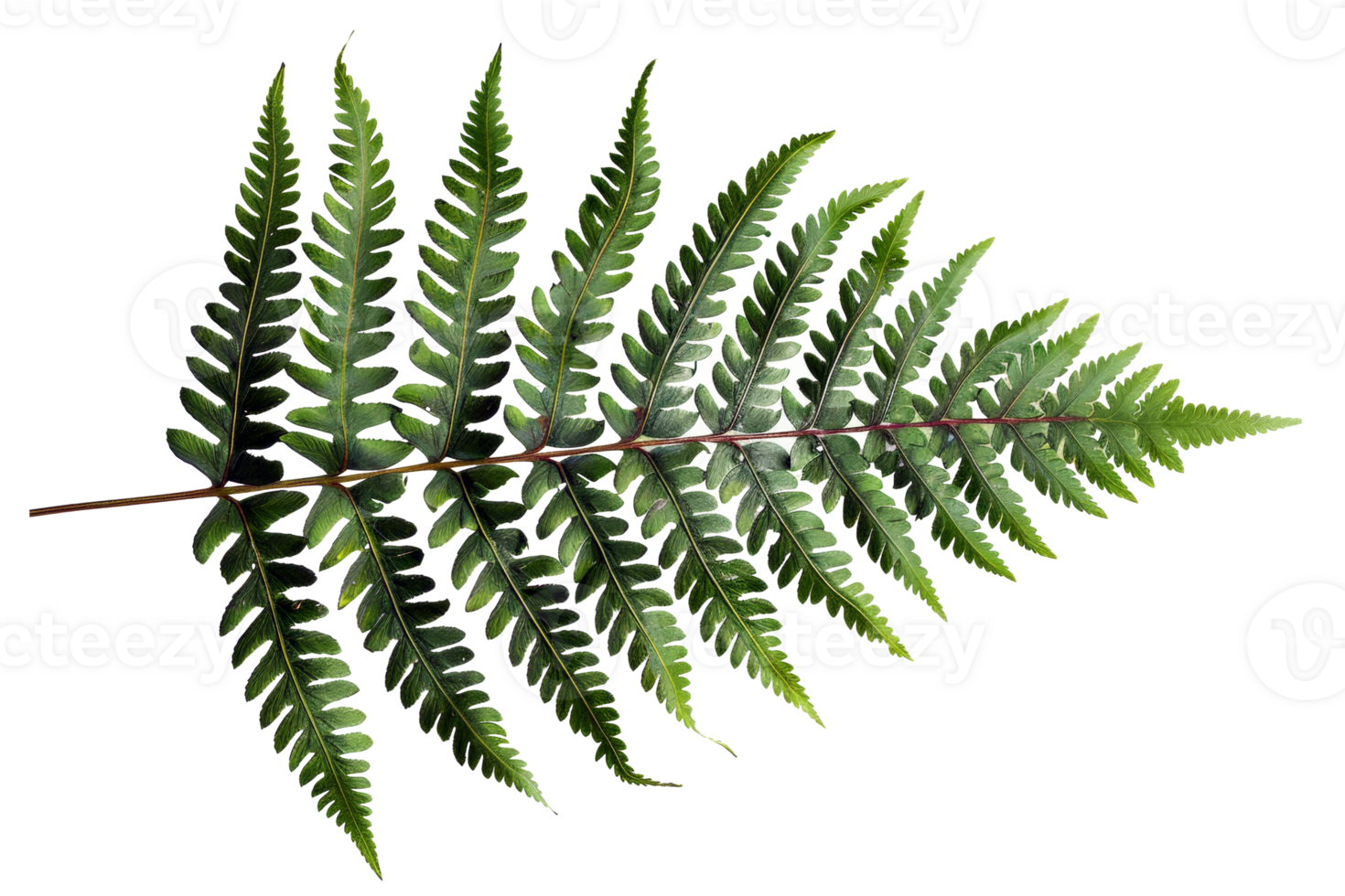 AI generated Green fern leaf isolated on black background on transparent background - stock png. png