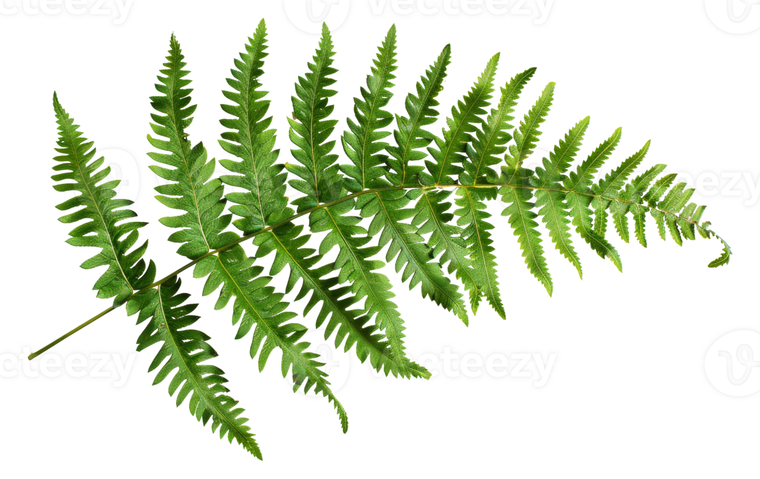 AI generated Green fern leaf isolated on black background on transparent background - stock png. png