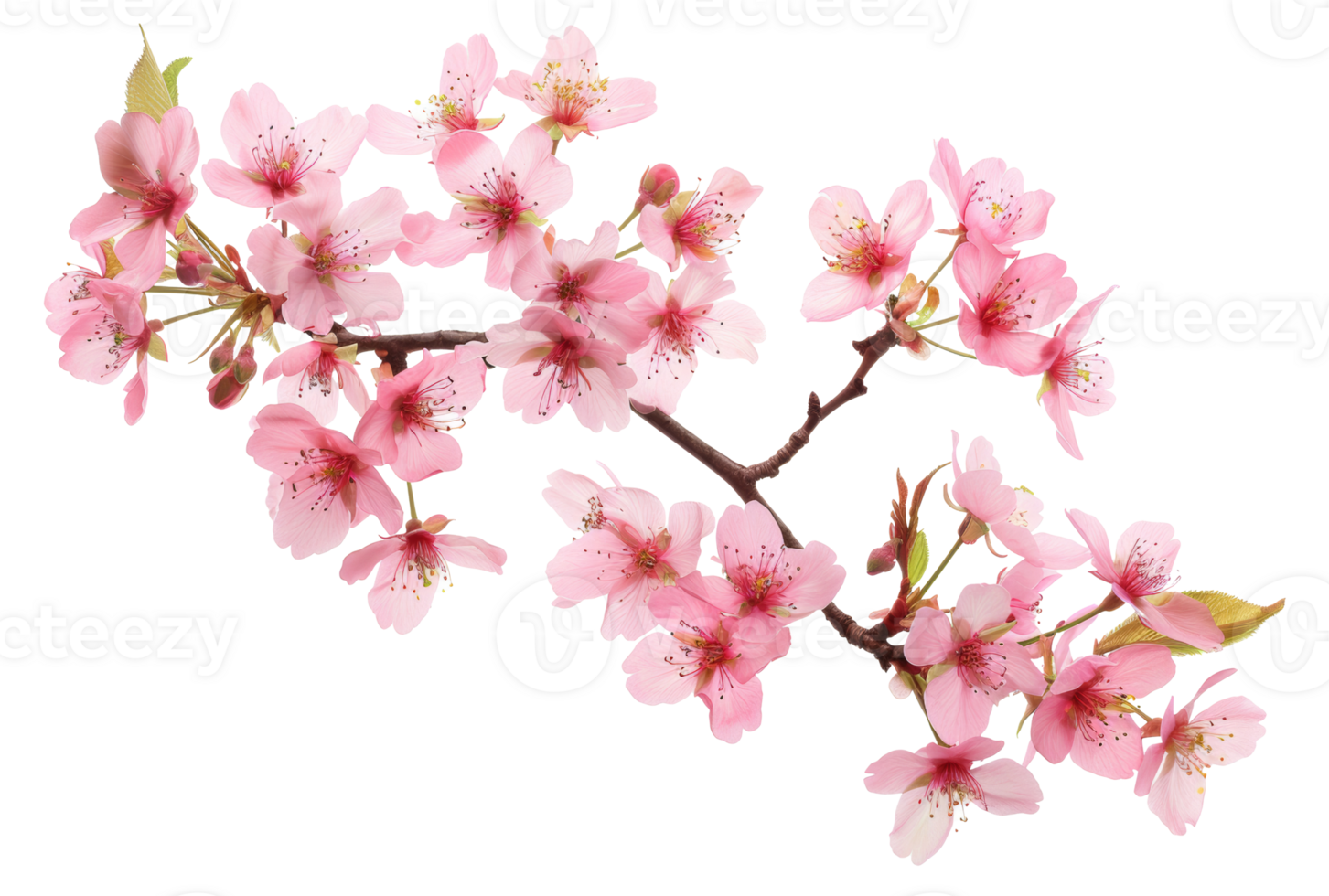 AI generated Pink cherry blossoms on branch on transparent background - stock png. png