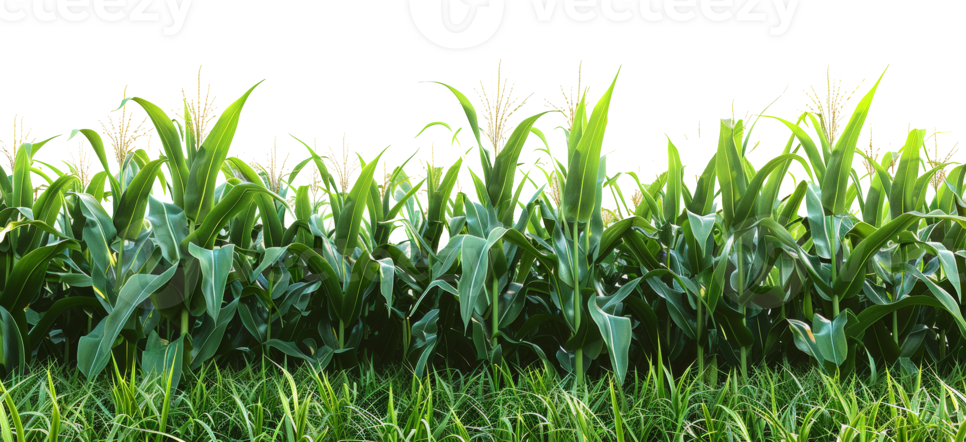AI generated Lush cornfield on transparent background - stock png. png