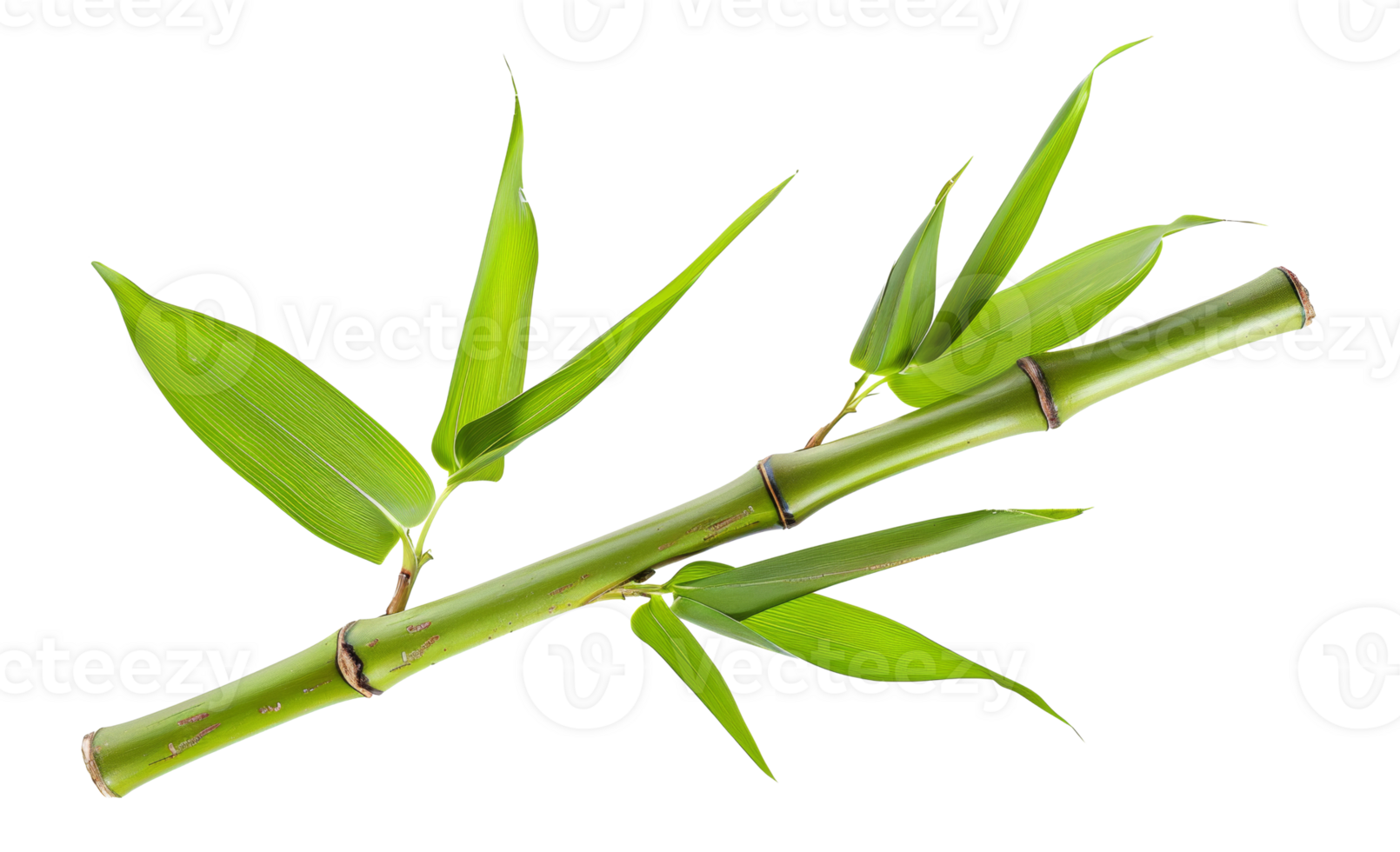 AI generated Green bamboo branch with leaves on transparent background - stock png. png