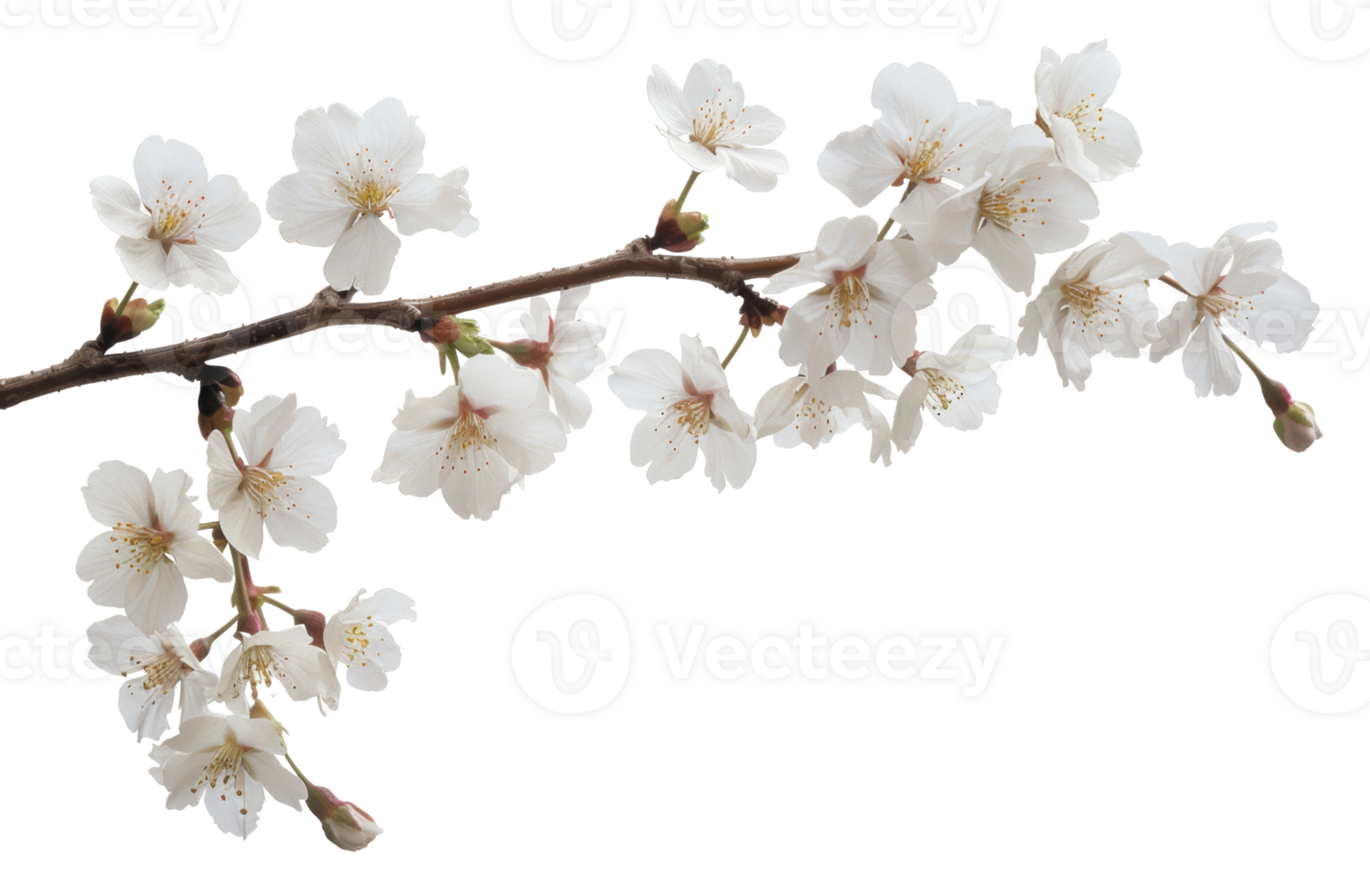 AI generated White cherry blossoms on branch on transparent background - stock png. png