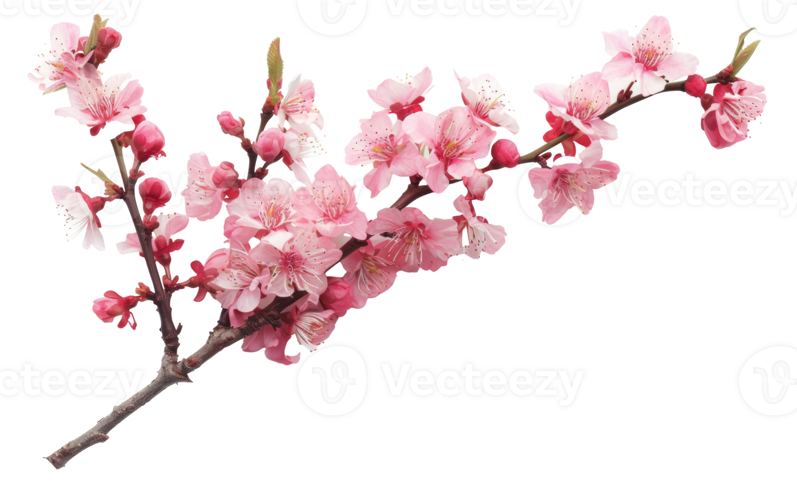 AI generated Pink cherry blossoms on branch on transparent background - stock png. png