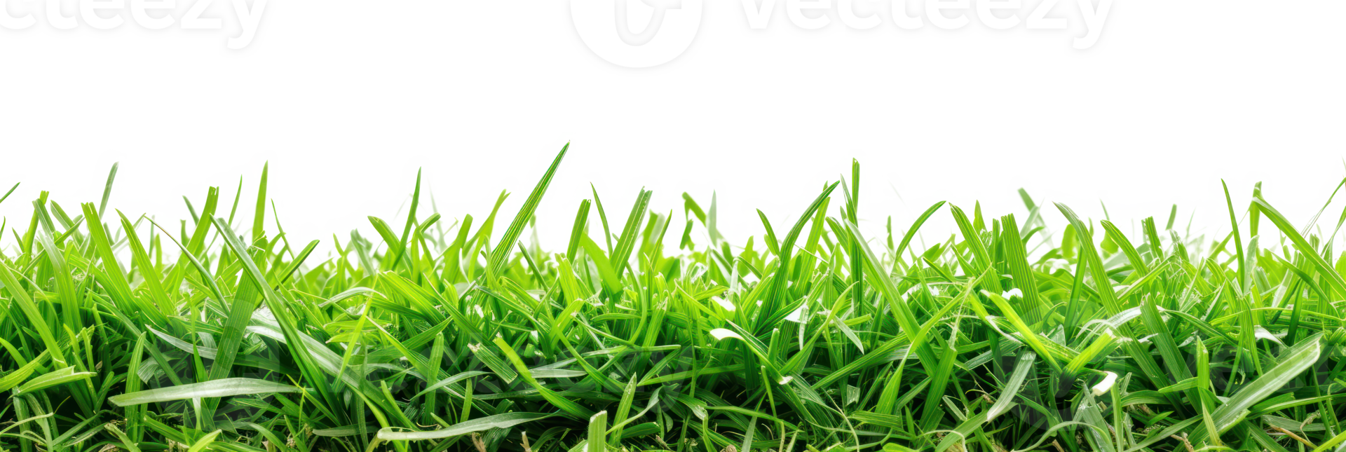AI generated Green lush grass on a transparent background png