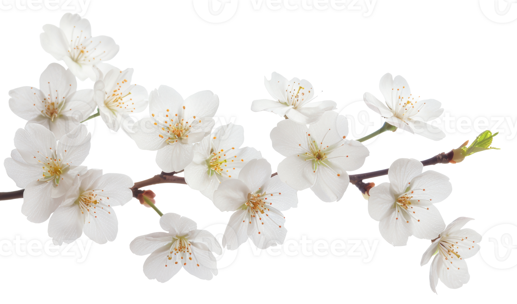 AI generated White cherry blossoms on branch on transparent background - stock png. png