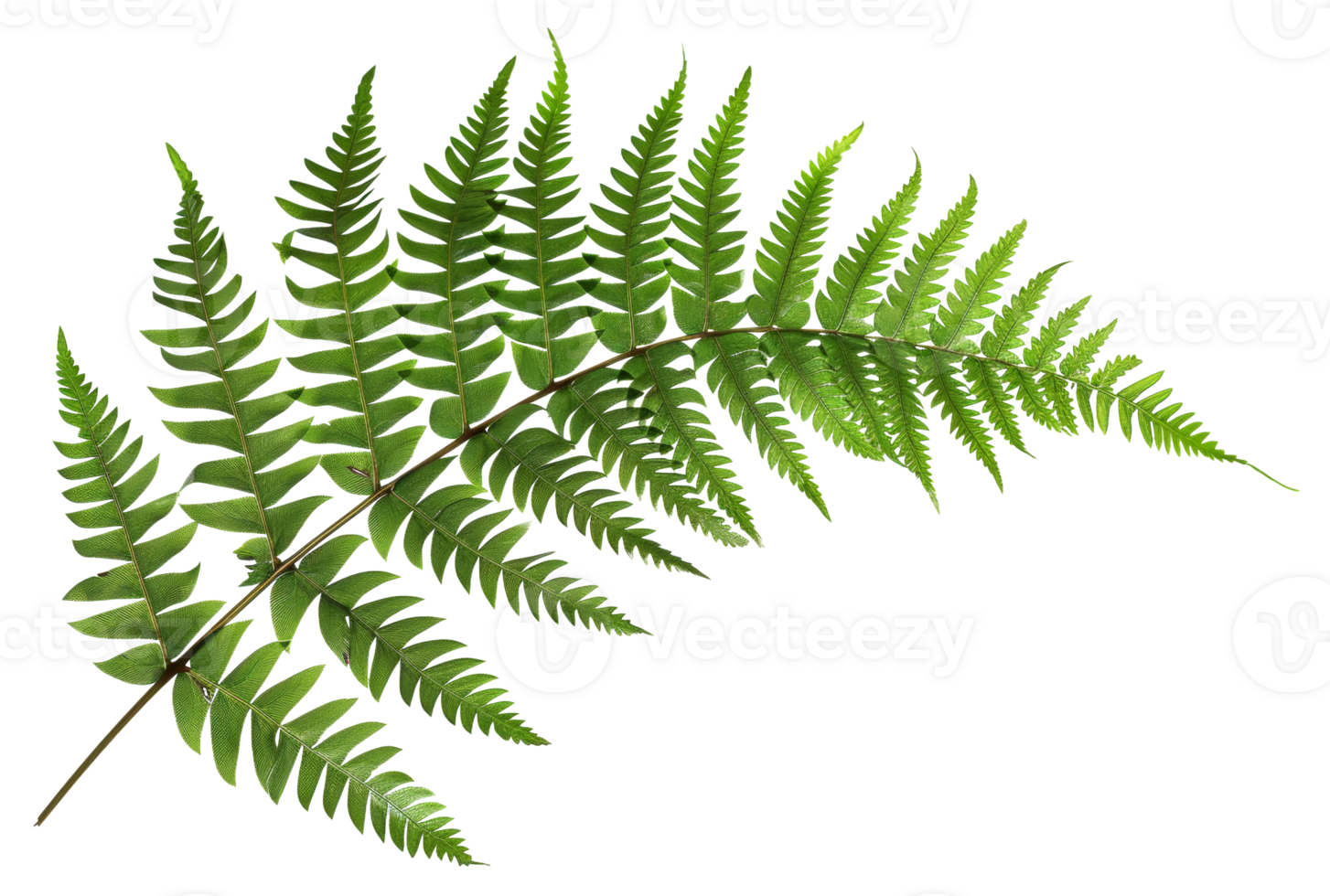 AI generated Green fern leaf isolated on black background on transparent background - stock png. png