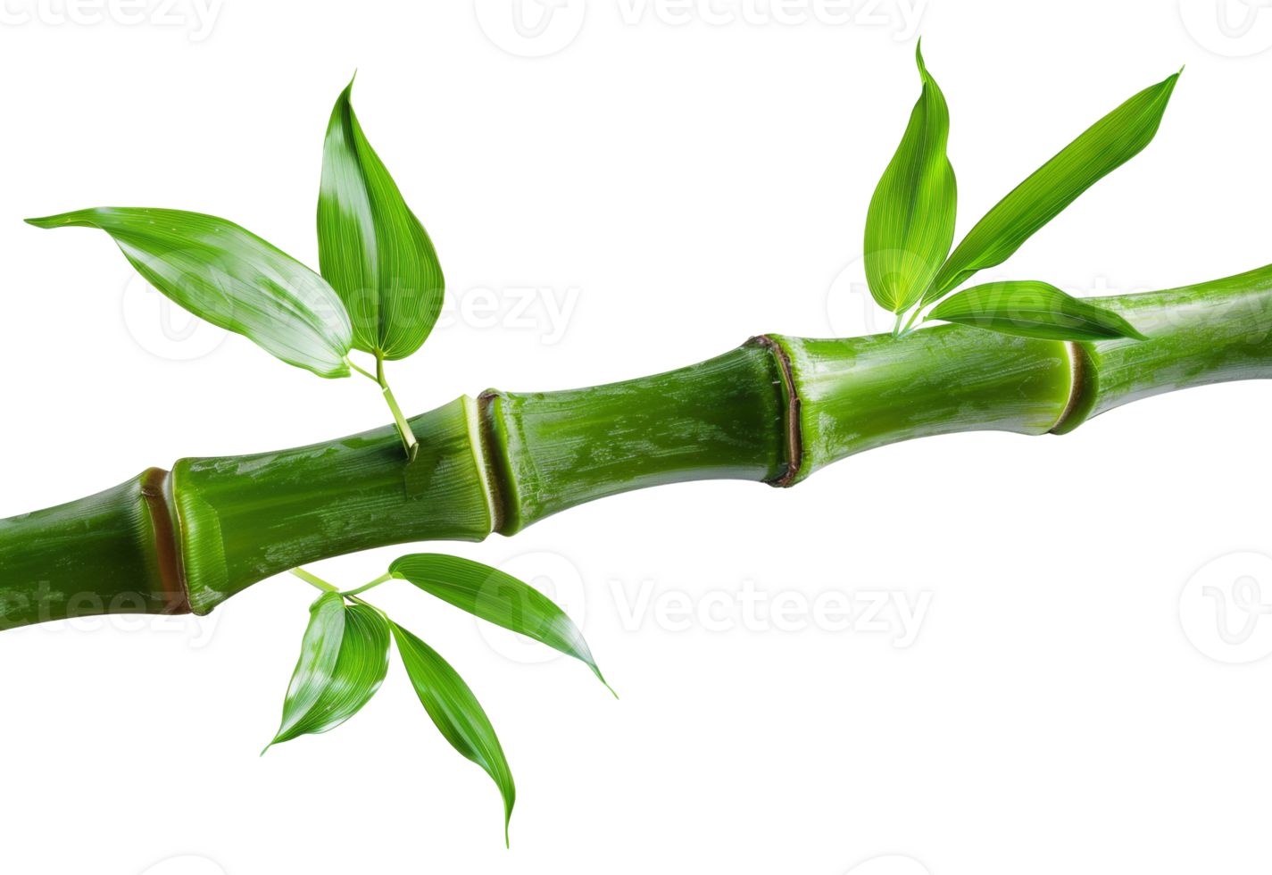 AI generated Green bamboo branch with leaves on transparent background - stock png. png