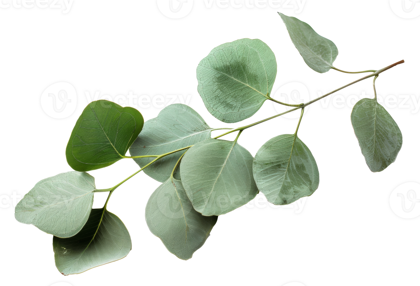 ai generado verde eucalipto rama con hojas en transparente antecedentes - valores png. png