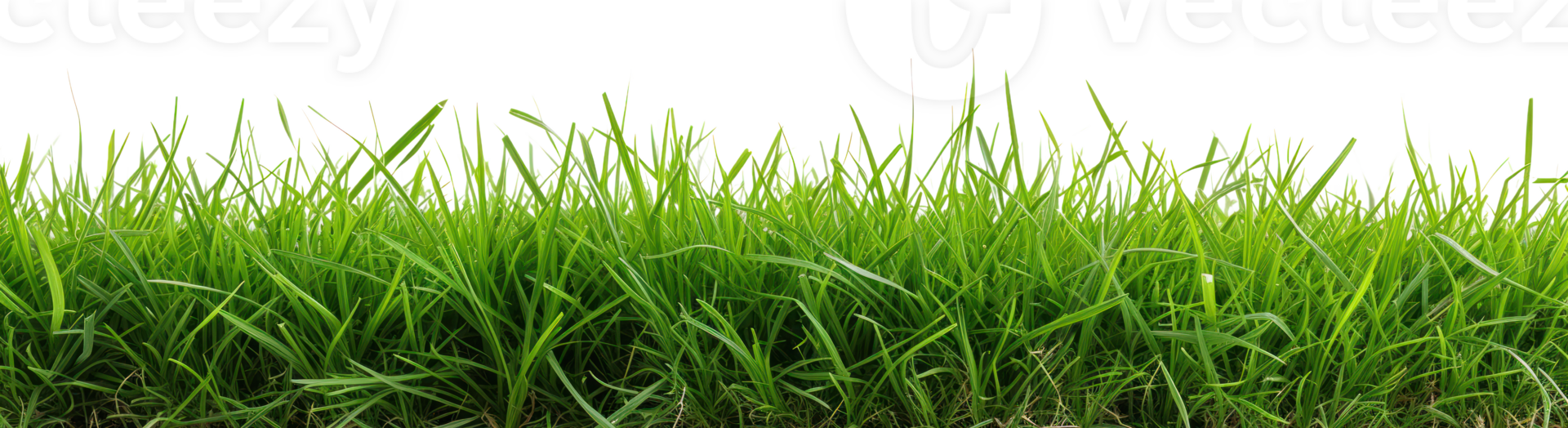 AI generated Green lush grass on a transparent background png