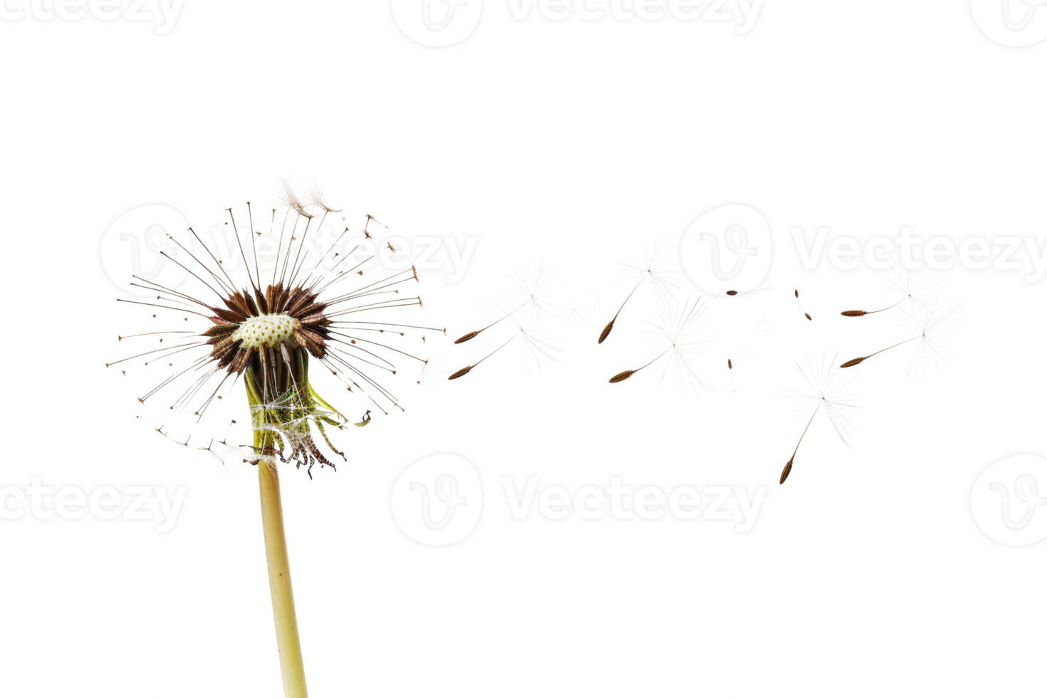 AI generated Dandelion with seeds blowing away on transparent background - stock png. png