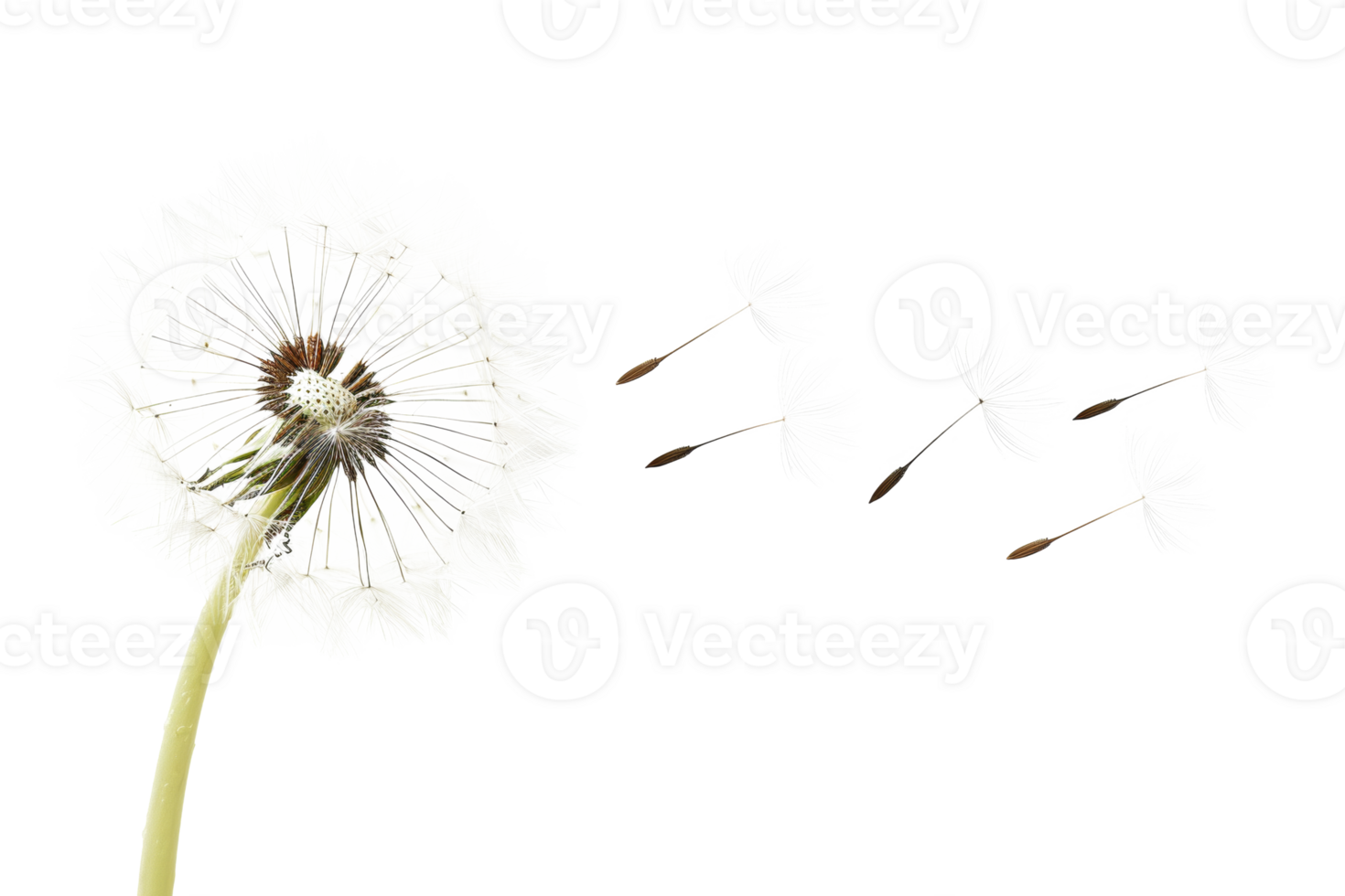 AI generated Dandelion with seeds blowing away on transparent background - stock png. png