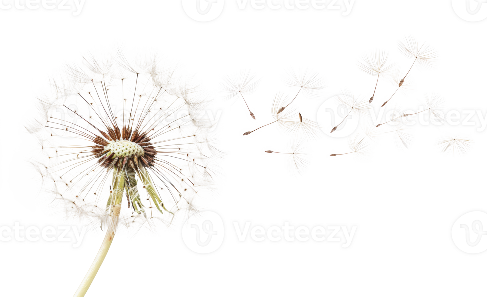 AI generated Dandelion with seeds blowing away on transparent background - stock png. png