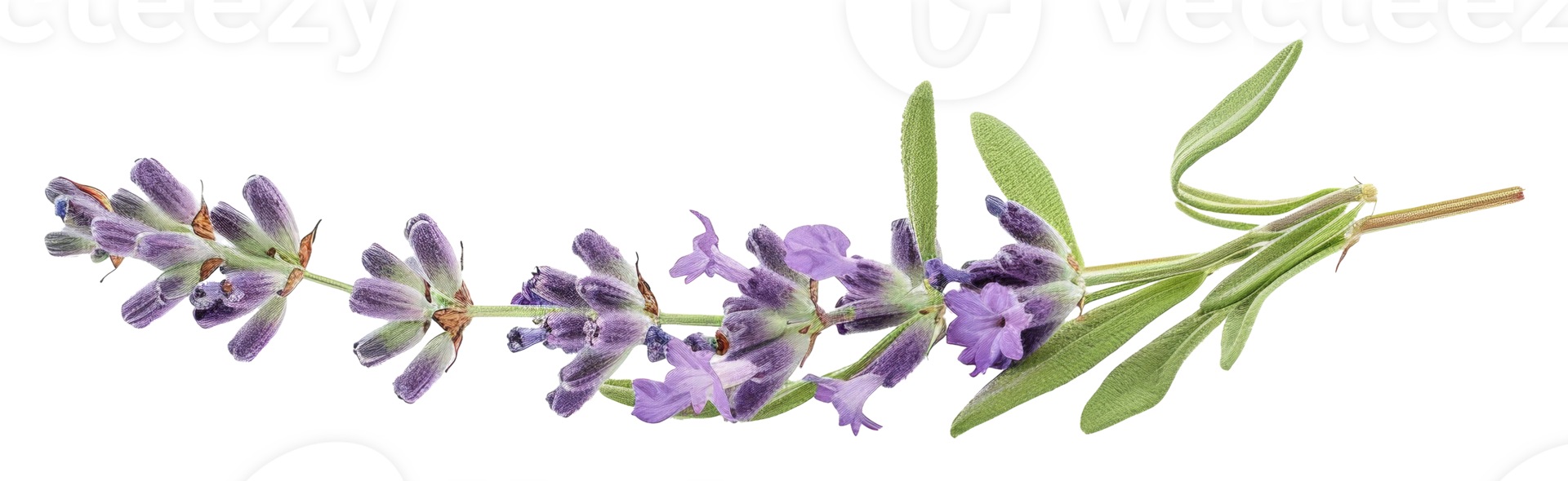AI generated Lavender sprig on transparent background - stock png. png