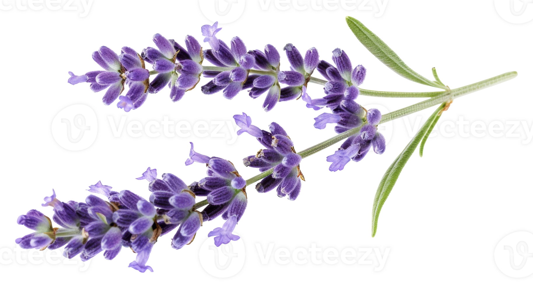 AI generated Lavender sprig on transparent background - stock png. png