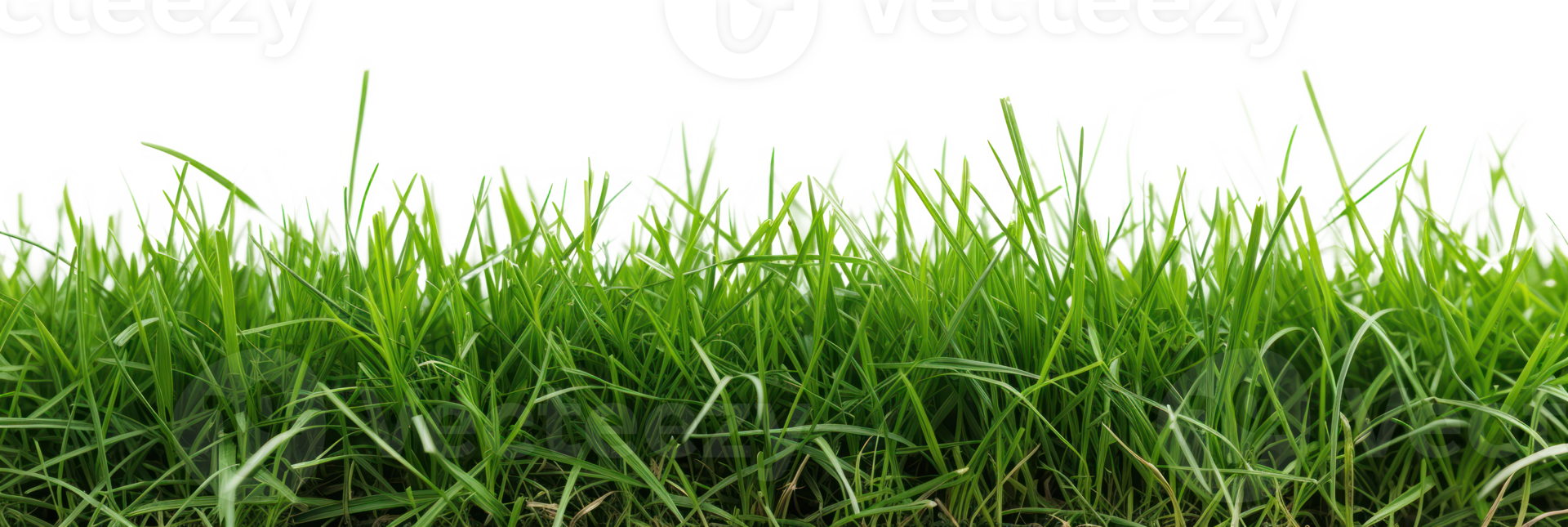 AI generated Green lush grass on a transparent background png