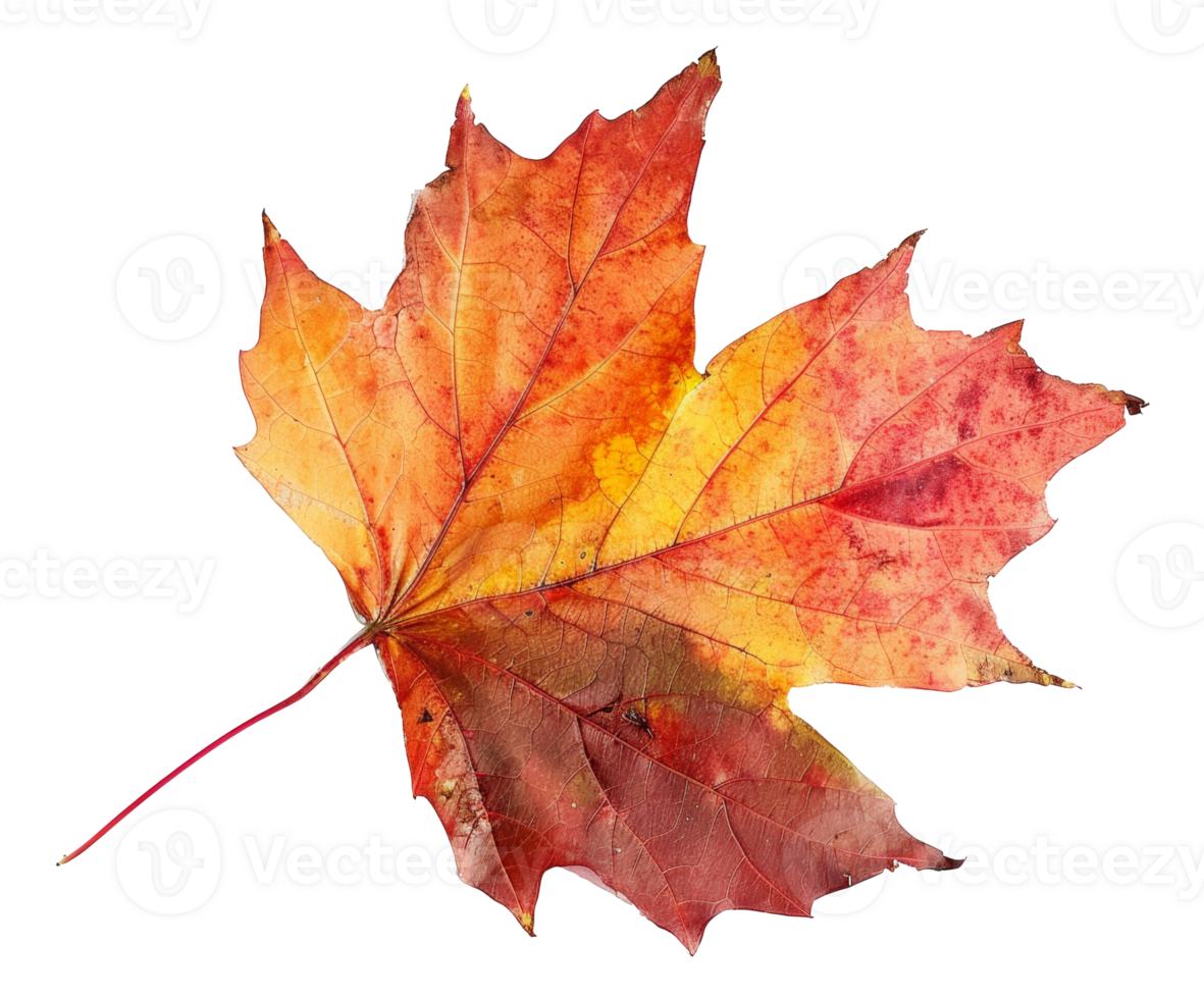 AI generated Orange autumn maple leaf on transparent background - stock png. png