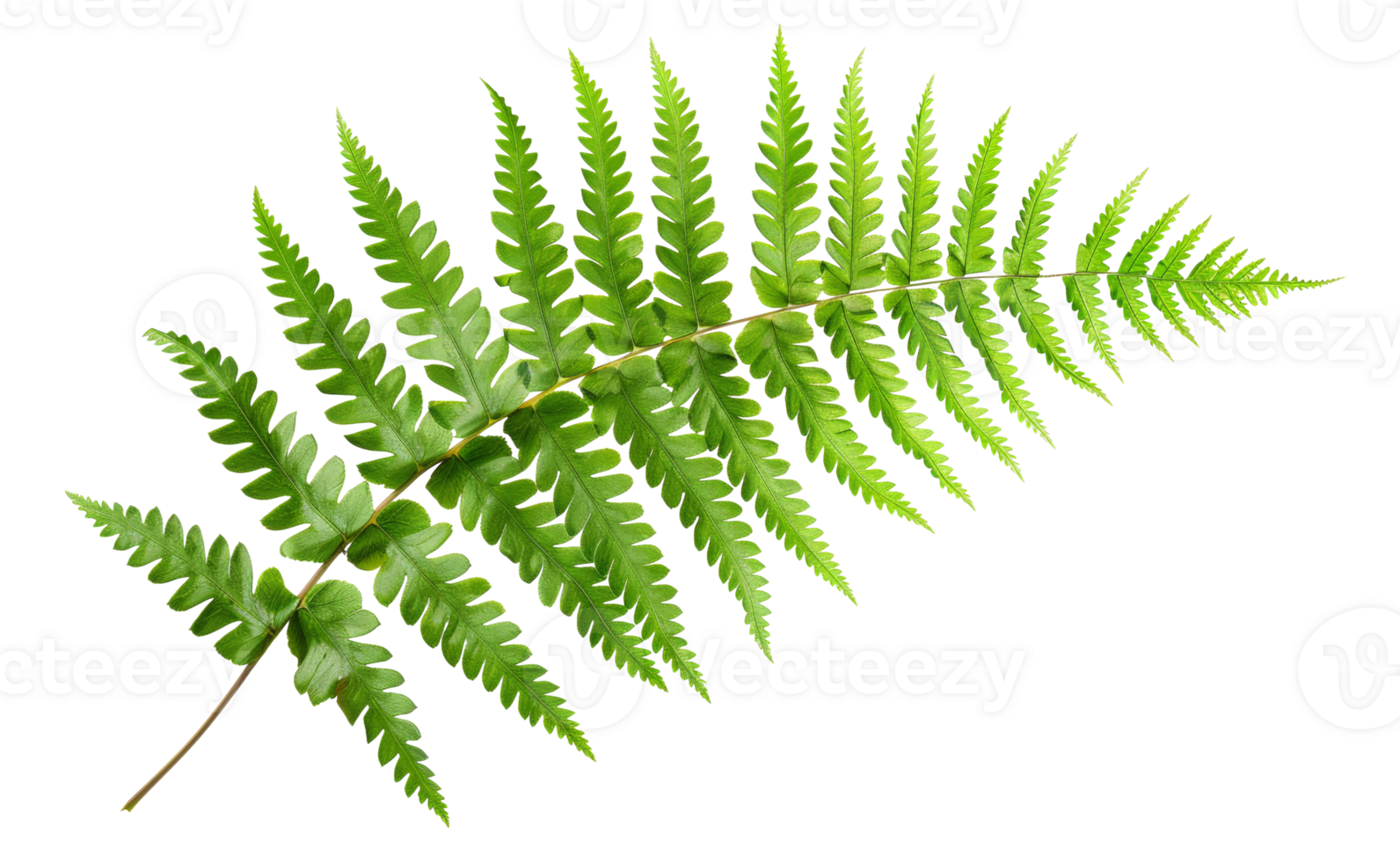 AI generated Green fern leaf isolated on black background on transparent background - stock png. png