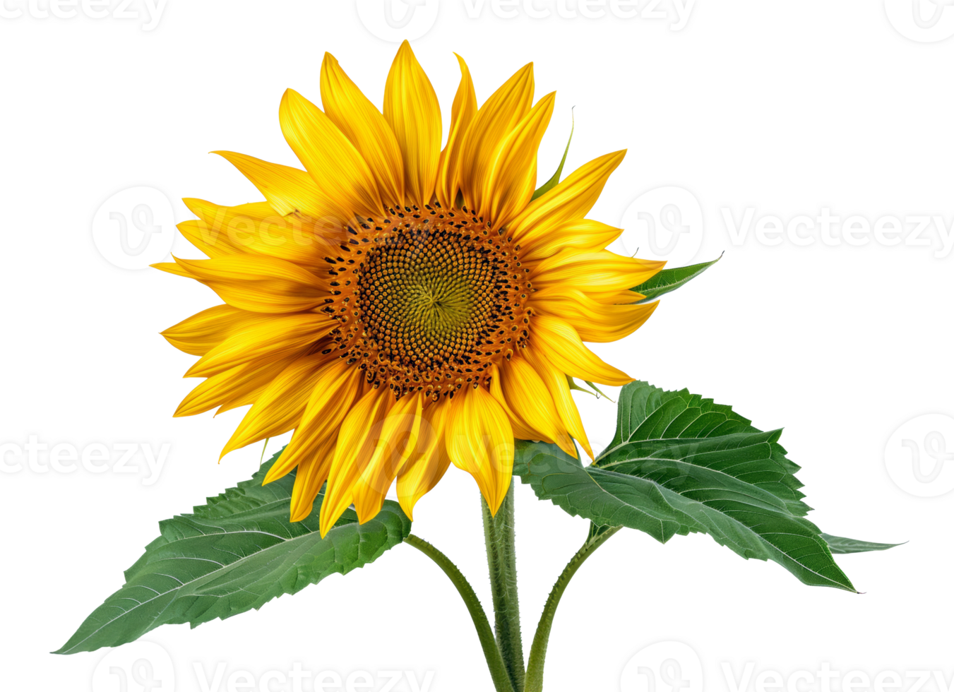 AI generated Vibrant sunflower with lush yellow petals on transparent background - stock png. png