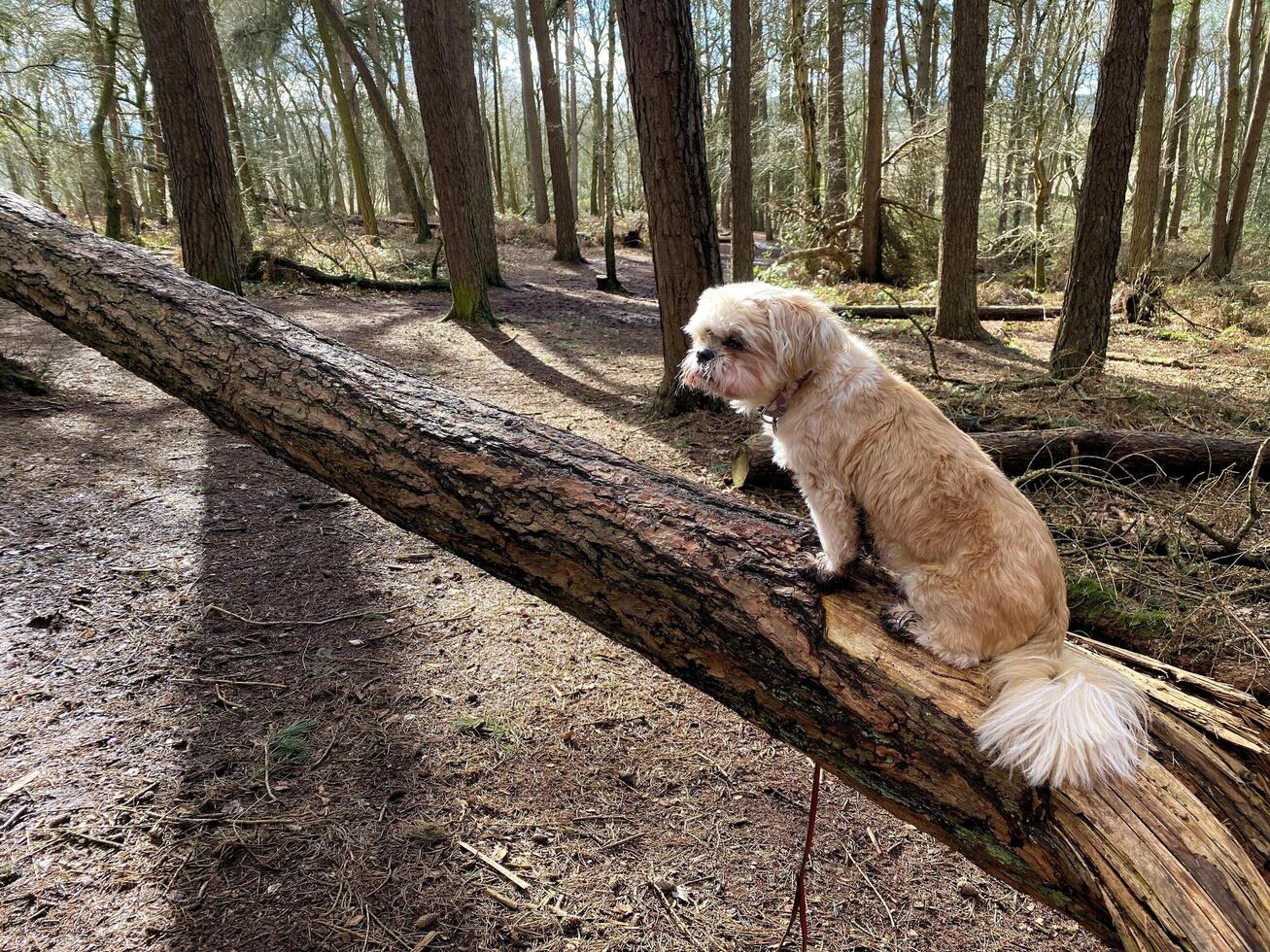 A view of a Dog on a tree at Peckforton photo