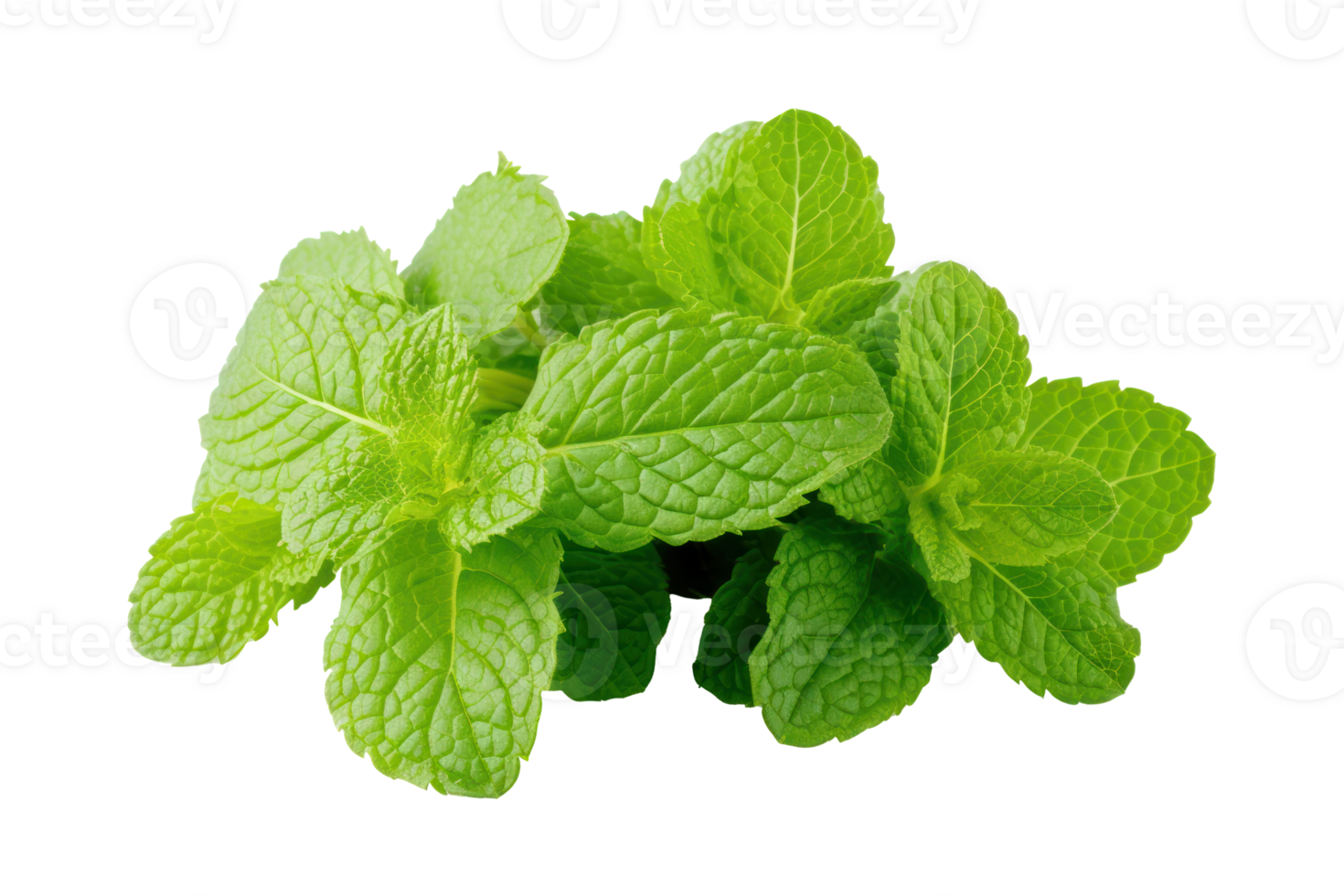 AI generated Fresh green mint leaves. Mint leaves close-up on a transparent background png