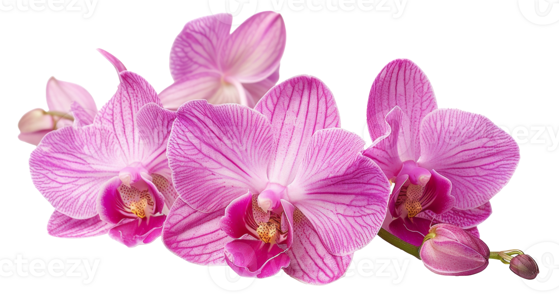 AI generated Cluster of pink orchids on transparent background - stock png. png