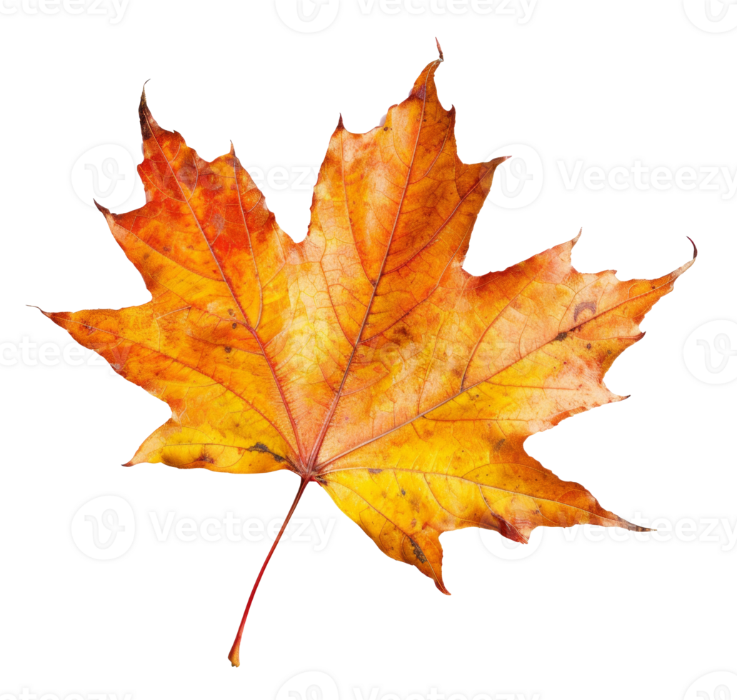 AI generated Orange autumn maple leaf on transparent background - stock png. png