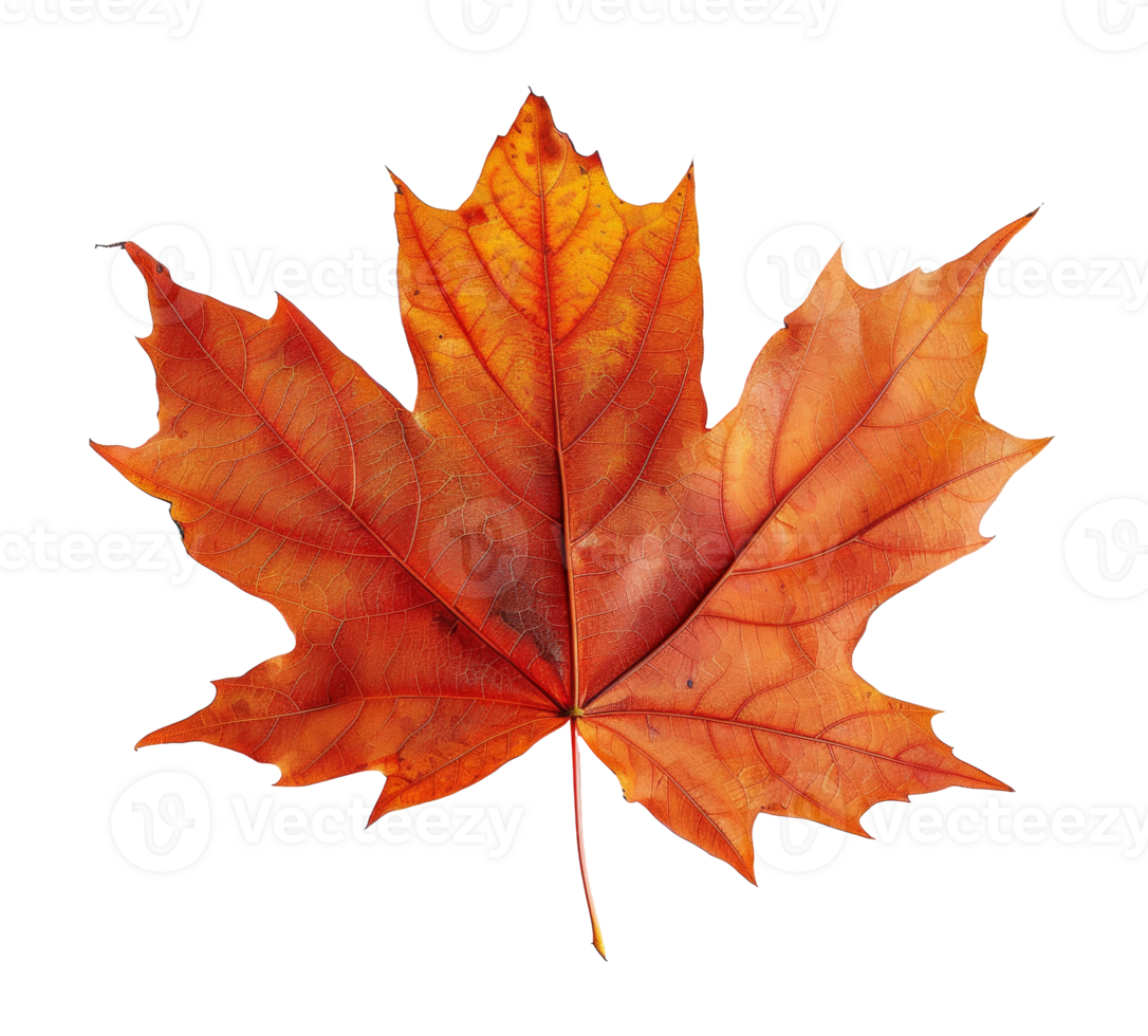 AI generated Orange autumn maple leaf on transparent background - stock png. png