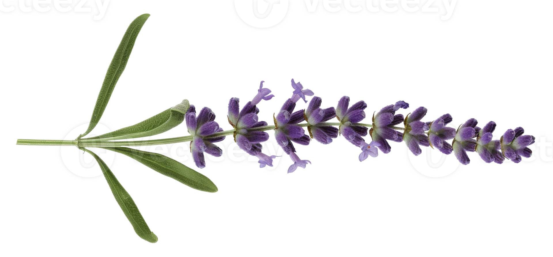 AI generated Lavender sprig on transparent background - stock png. png