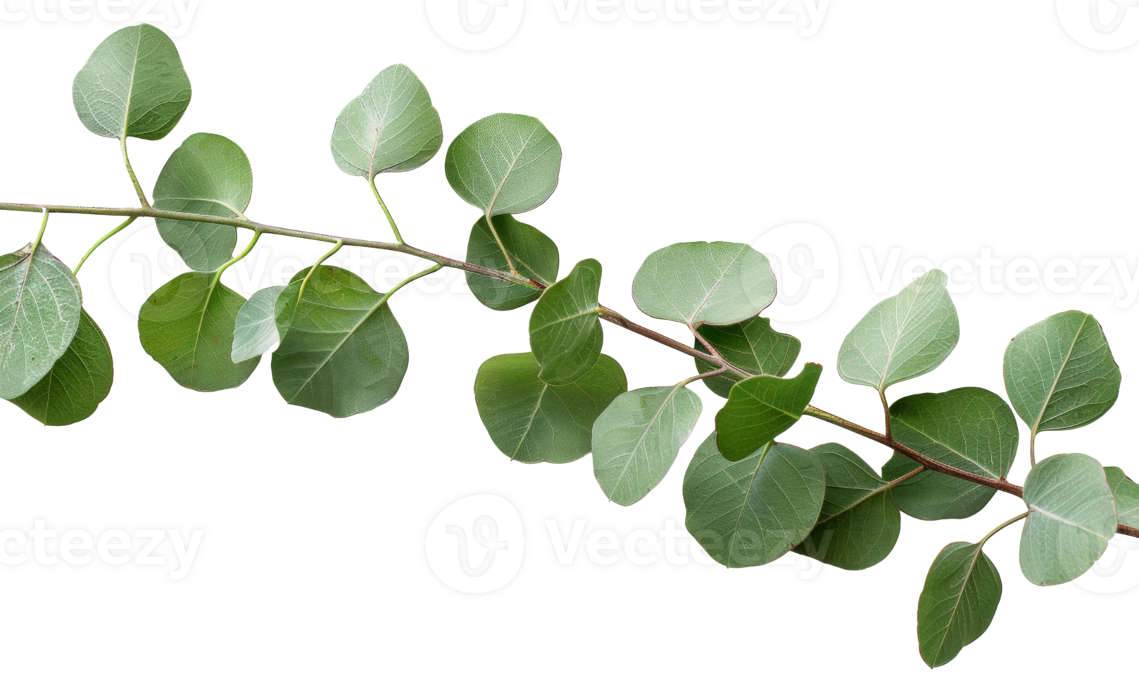 AI generated Green eucalyptus branch with leaves on transparent background - stock png. png