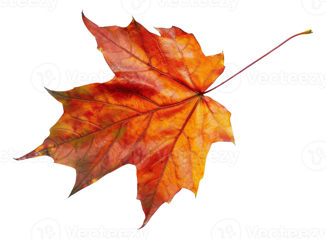 AI generated Orange autumn maple leaf on transparent background - stock png. png