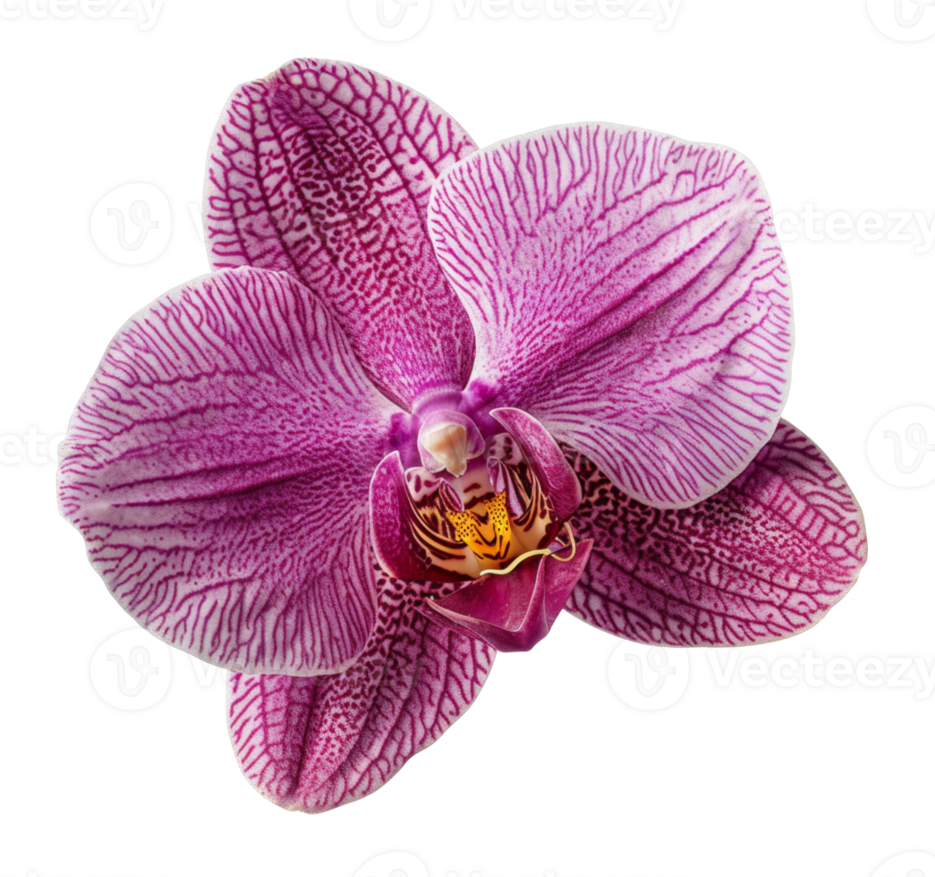 AI generated Vibrant pink orchid with detailed patterns on transparent background - stock png. png