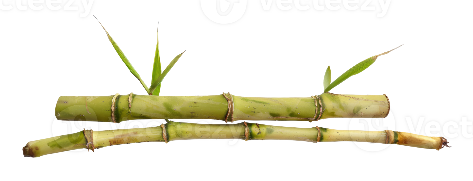 AI generated Green bamboo branch with leaves on transparent background - stock png. png