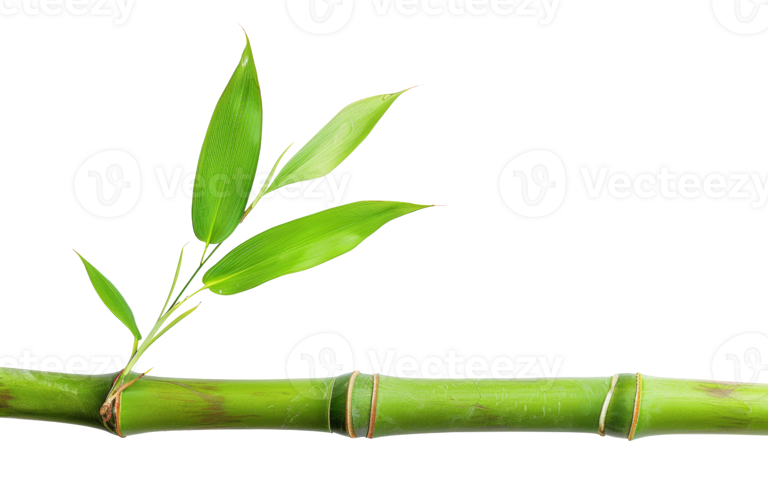 AI generated Green bamboo branch with leaves on transparent background - stock png. png