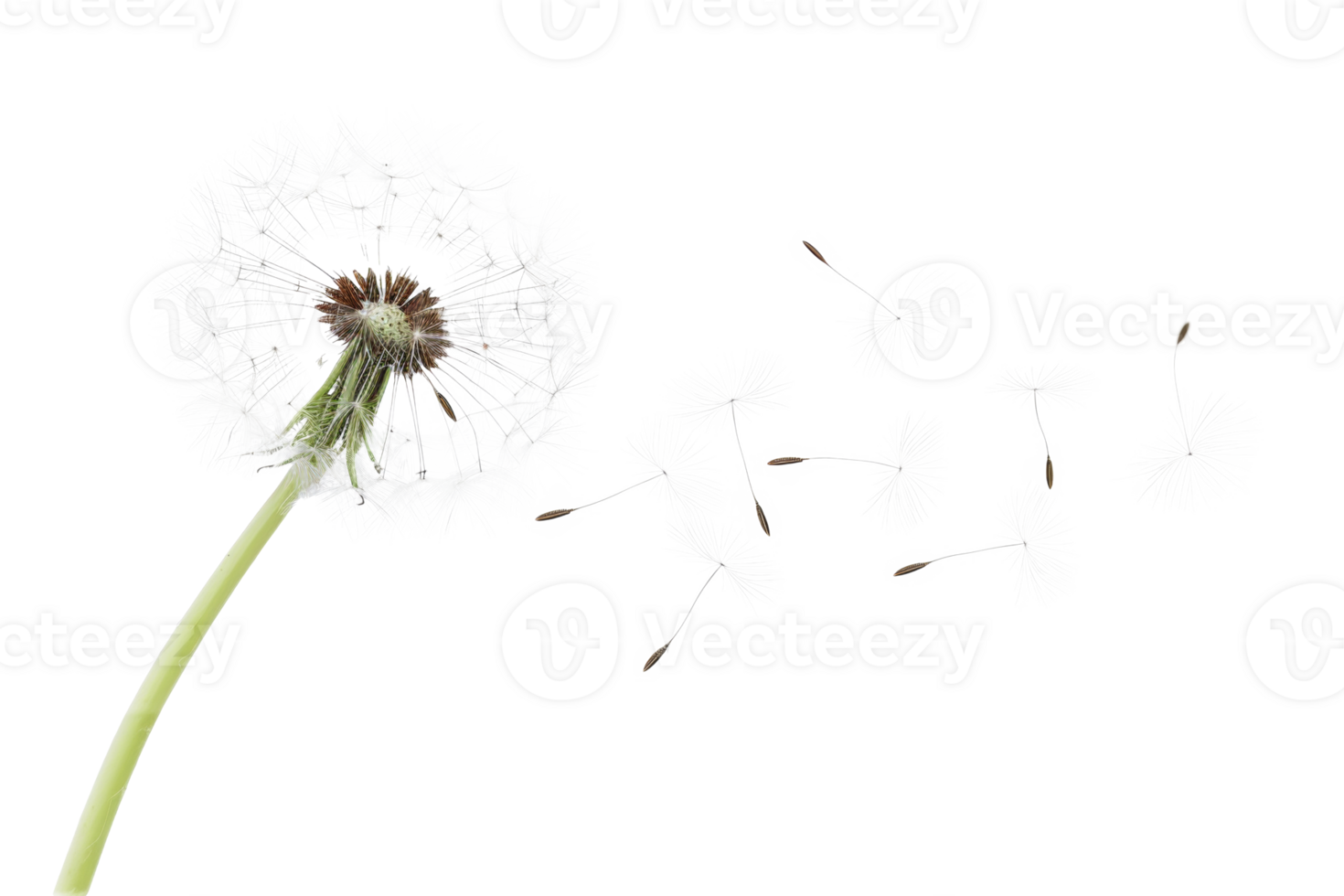 AI generated Dandelion with seeds blowing away on transparent background - stock png. png