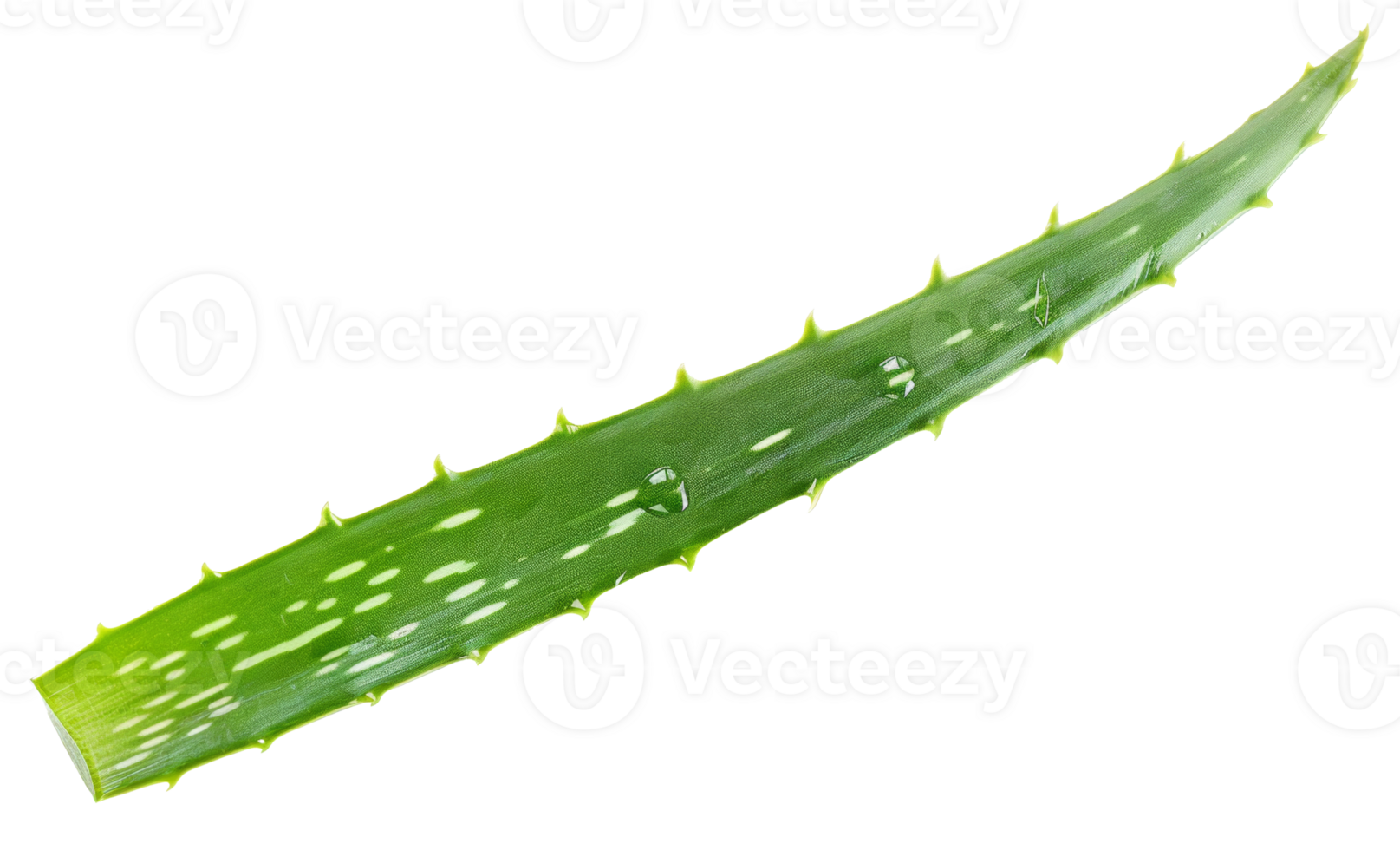 AI generated Fresh aloe vera leaf with water droplets on transparent background - stock png. png