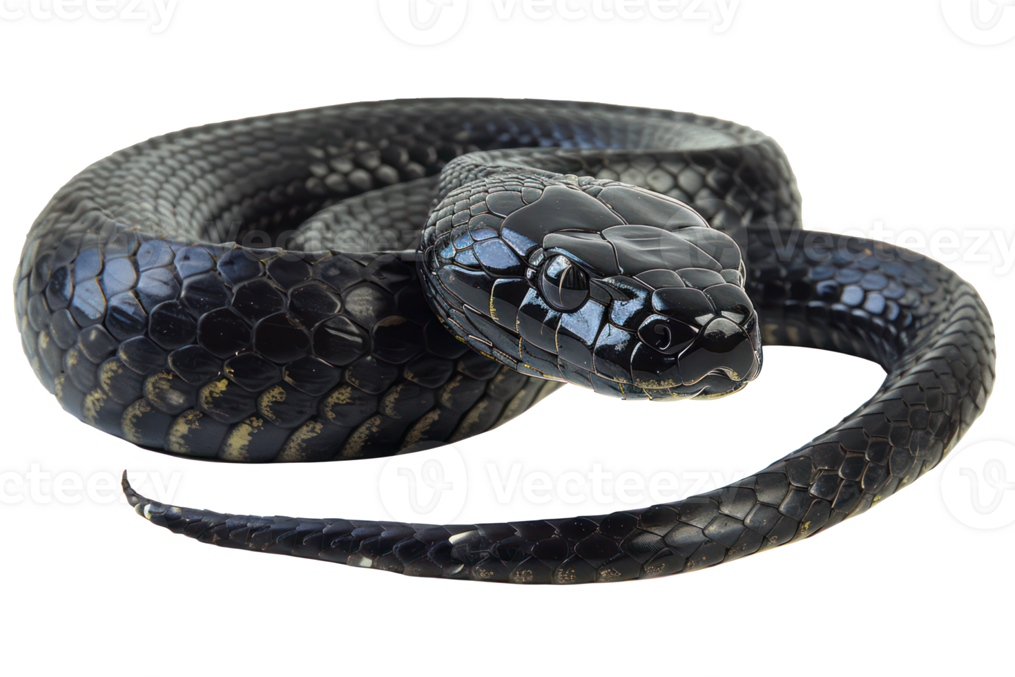 AI generated Black coiled snake with shiny scales on transparent background - stock png. png