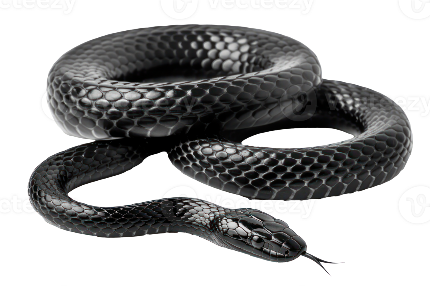 AI generated Black coiled snake with shiny scales on transparent background - stock png. png