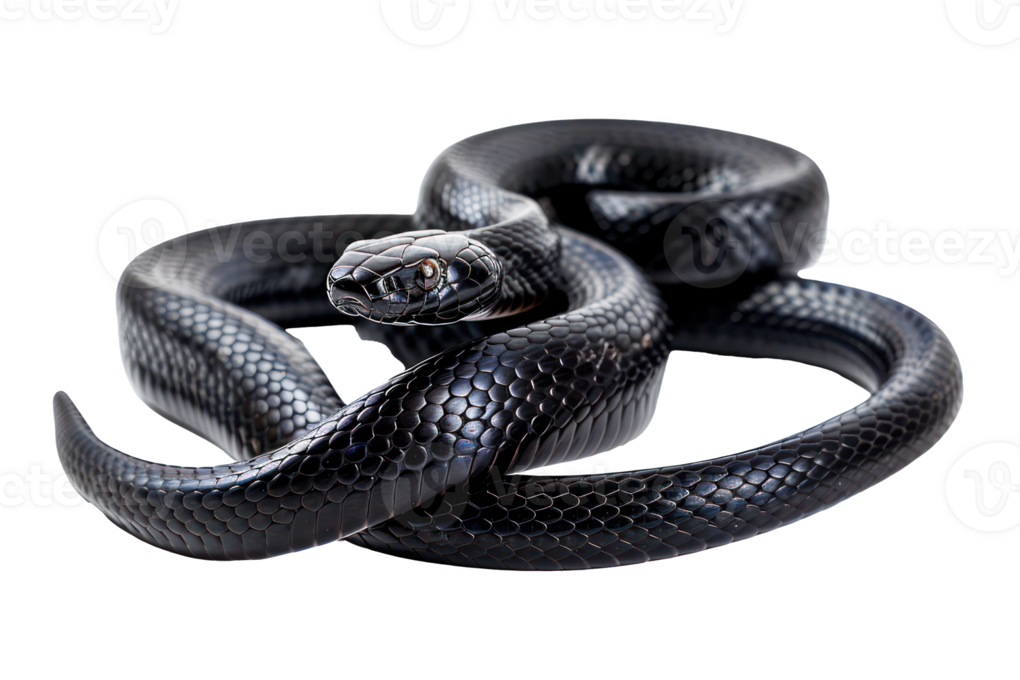 AI generated Black coiled snake with shiny scales on transparent background - stock png. png