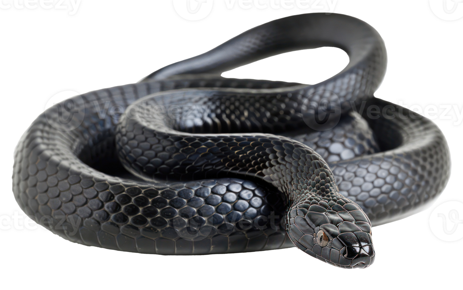 AI generated Black coiled snake with shiny scales on transparent background - stock png. png