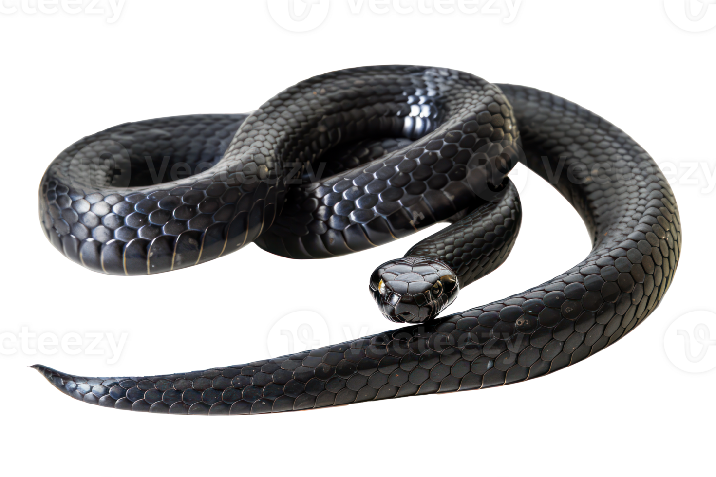 AI generated Black coiled snake with shiny scales on transparent background - stock png. png