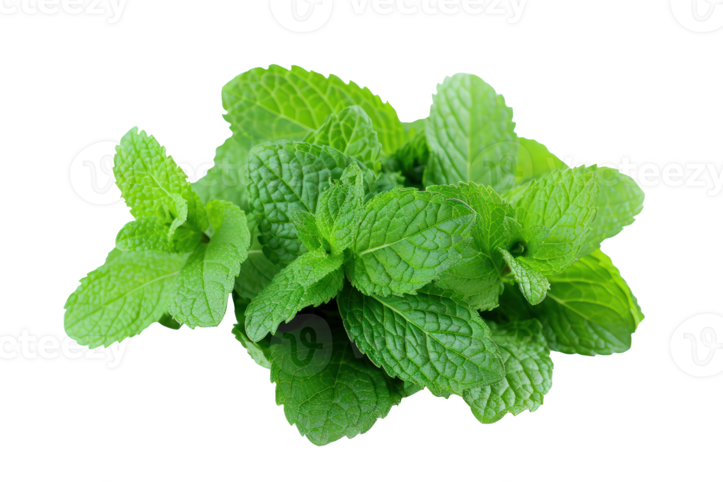 AI generated Fresh green mint leaves. Mint leaves close-up on a transparent background png