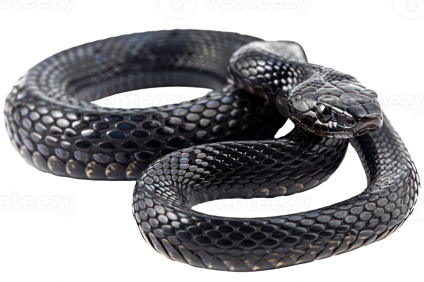 AI generated Black coiled snake with shiny scales on transparent background - stock png. png