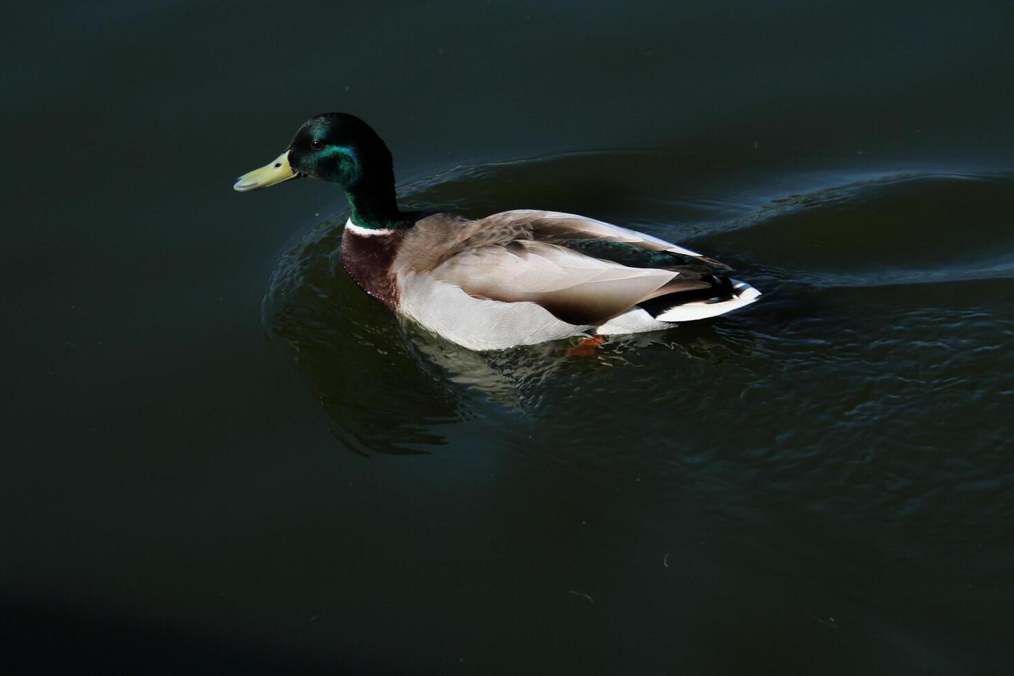 A close up of a Mallard Duck photo