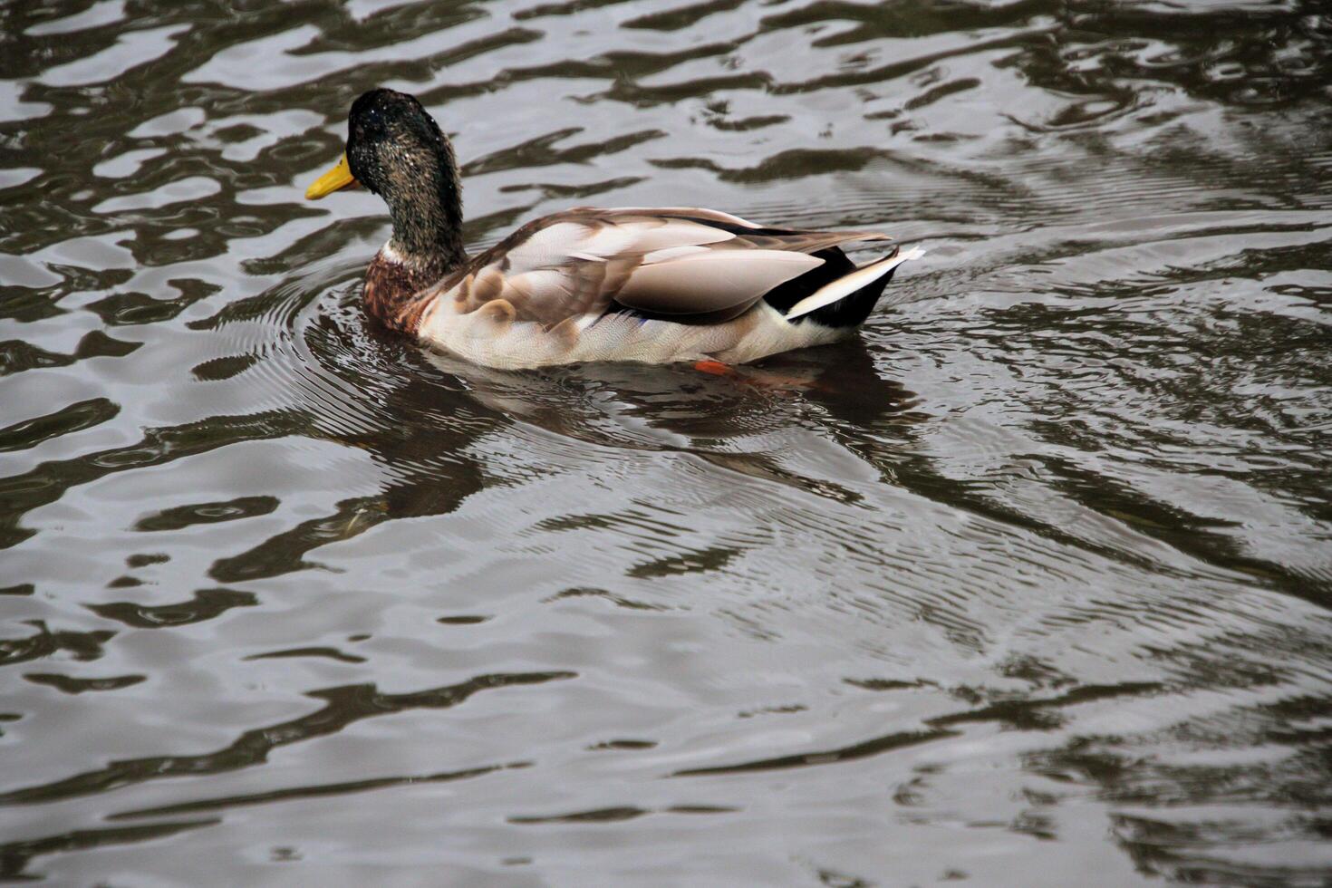 A view of a Mallard Duck photo