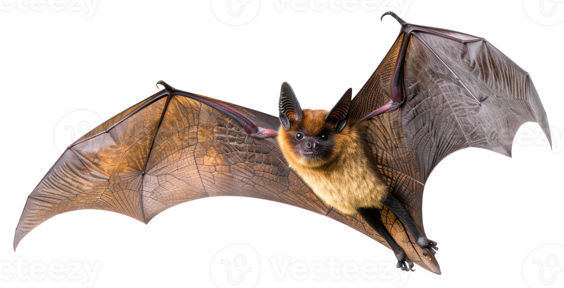 AI generated Brown bat with widespread wings flying on transparent background - stock png. png