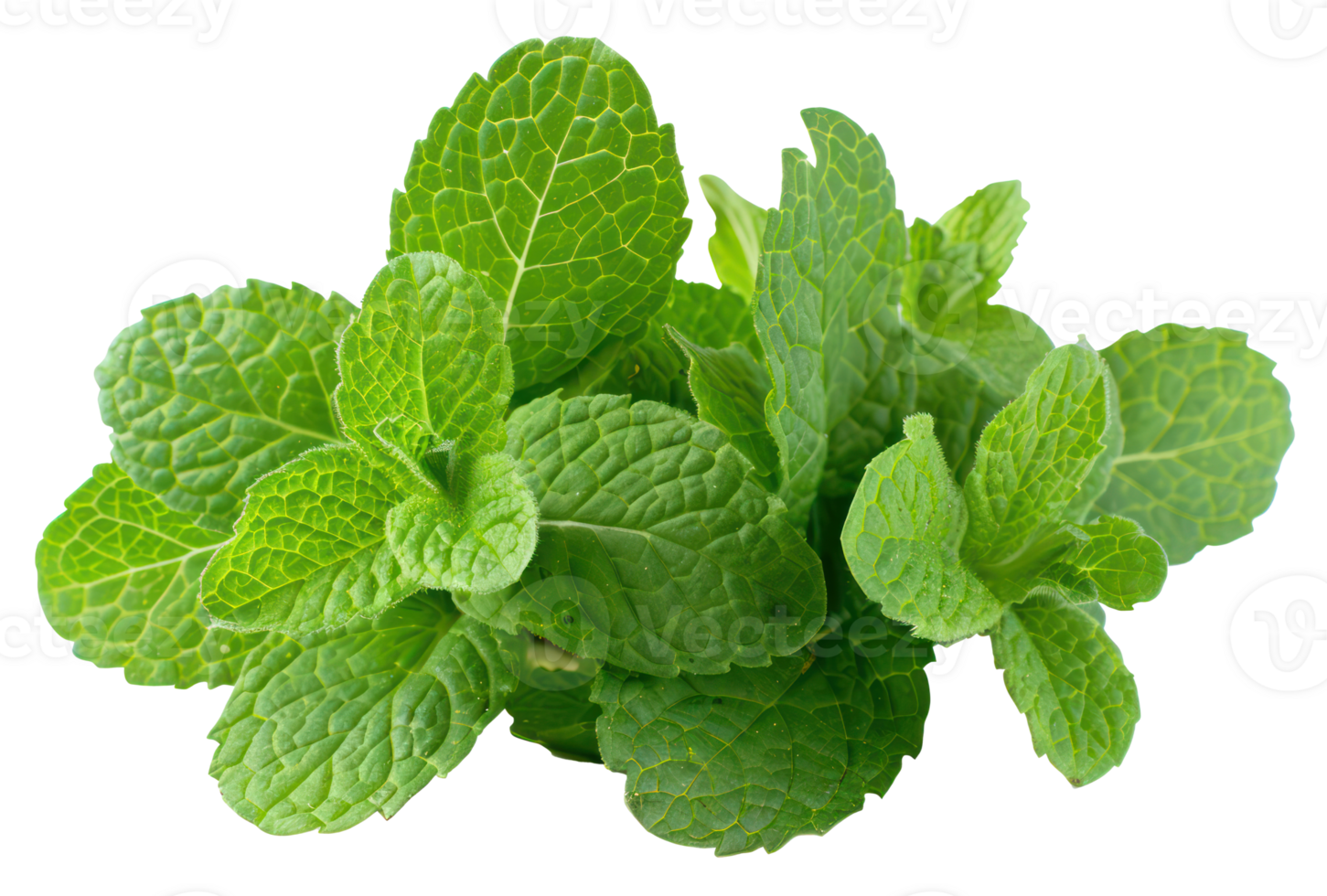 AI generated Fresh green mint leaves on transparent background - stock png. png