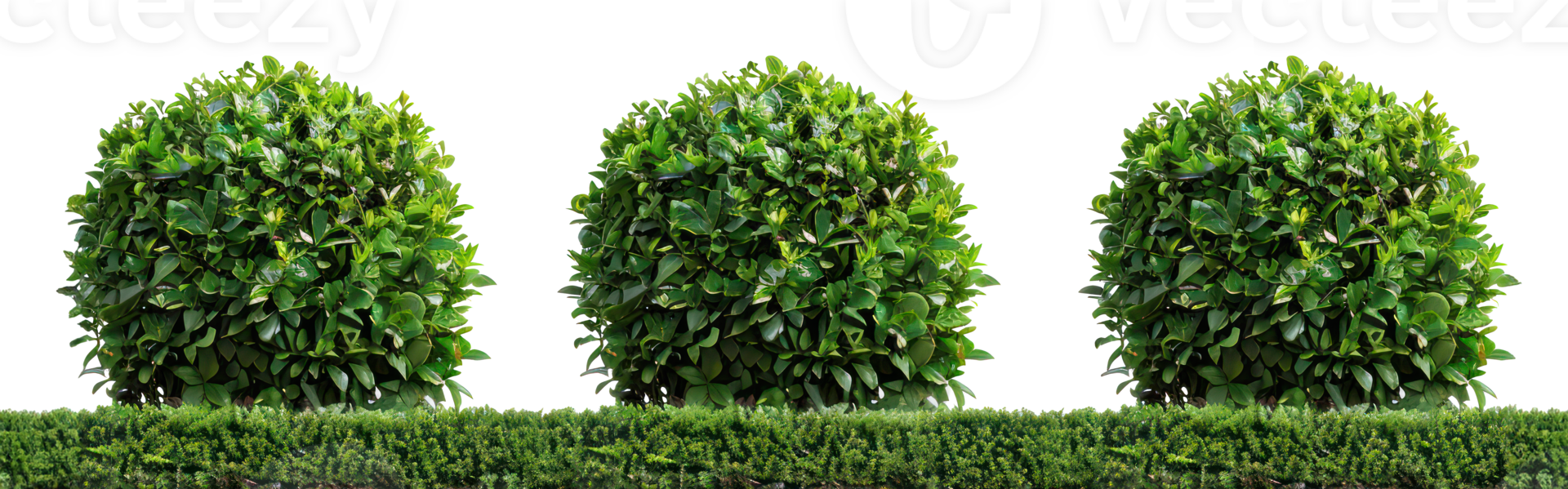 AI generated Dense coniferous shrubs and trees on transparent background - stock png. png
