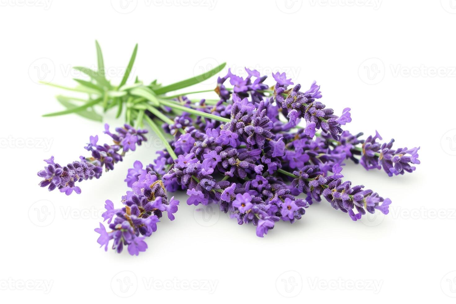 AI generated Isolated lavender flowers on white background. photo