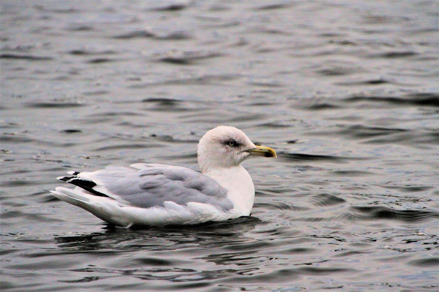 A view of a Gull on the water photo