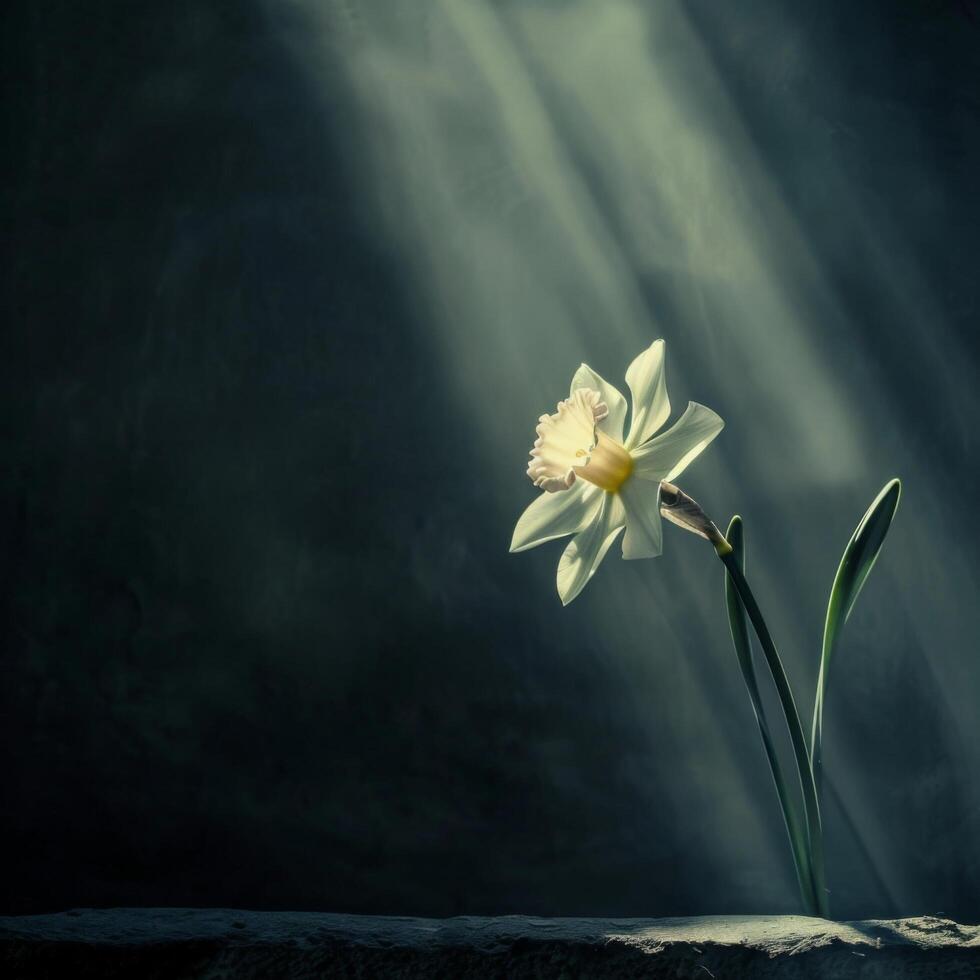 AI generated Solitary Daffodil In Dramatic Light photo